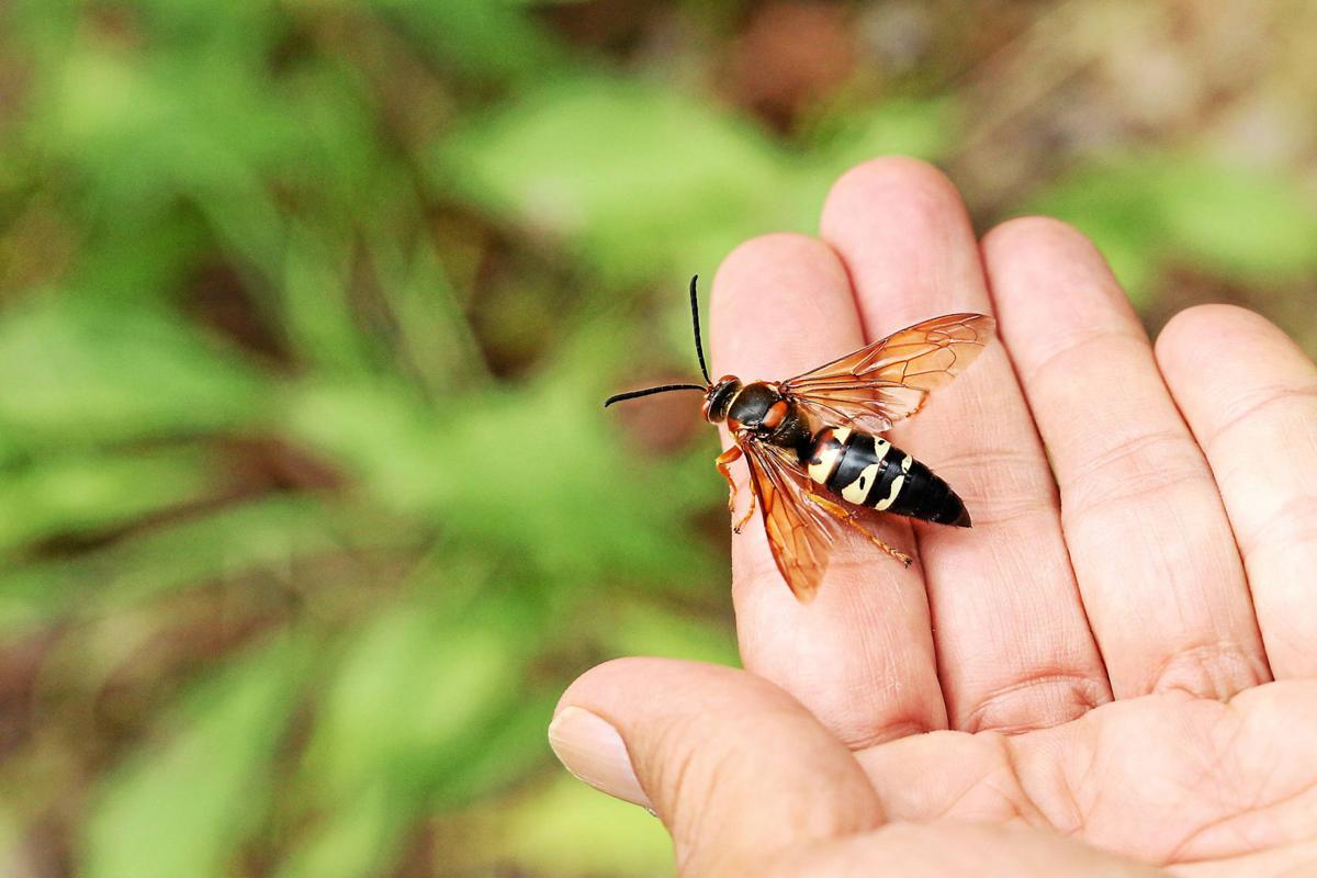 CicadaKillerWaspImage